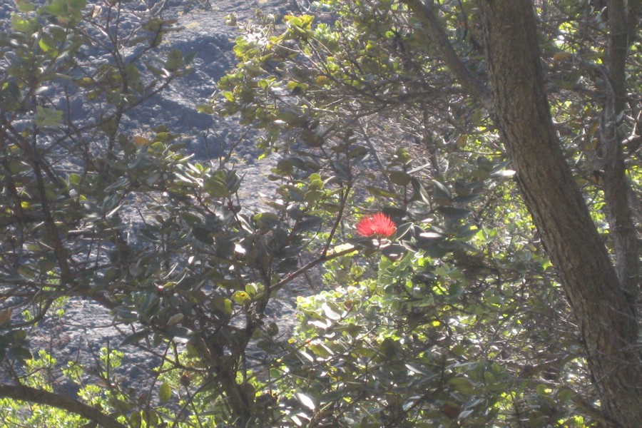 ../image/volcano - kilauea iki trail 6.jpg